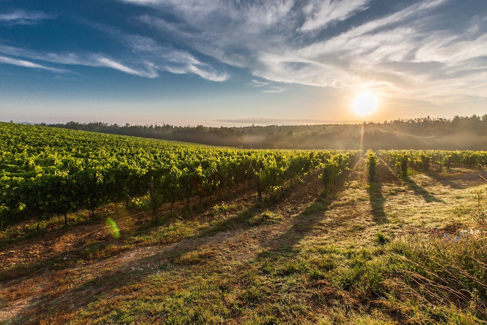 Vineyard in beautiful wine country